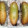 polyommatus agrodiaetus damon daut pupa1